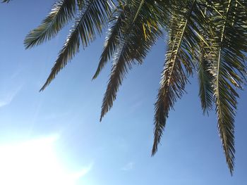 Low angle view of trees against blue sky