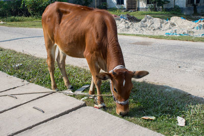 Cow standing on road