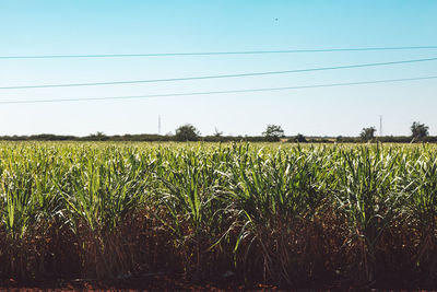 Scenic view of field against clear sky