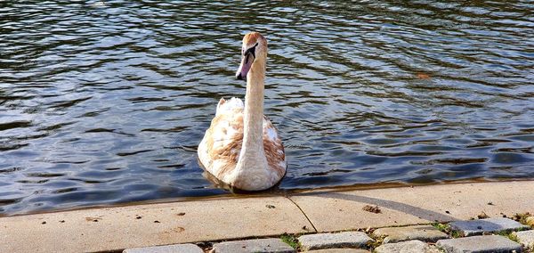 High angle view of swan swimming in lake