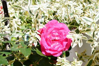 Close-up of pink rose blooming outdoors