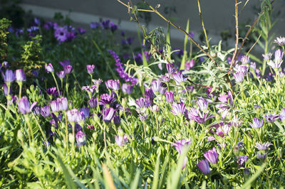 Close-up of purple flowers blooming in field