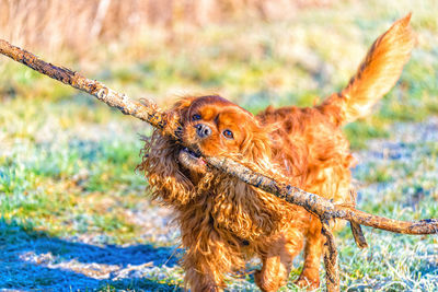 Close-up of a dog on field