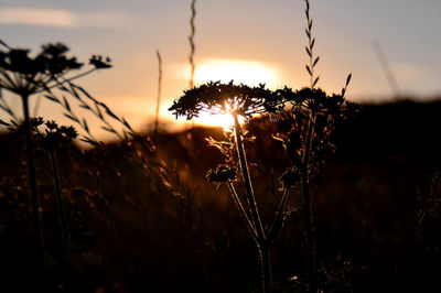 Close-up of silhouette plants on field against sky during sunset