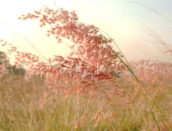 Close-up of reed grass on field