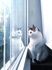 Cat sitting on window sill