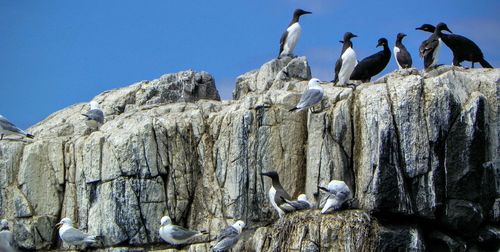 Low angle view of seagulls perching on railing