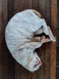 High angle view of cat sleeping on wood
