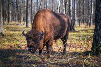 Close-up of an animal