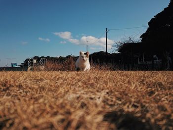 Portrait of a cat on field