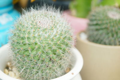 Close-up of cactus plant