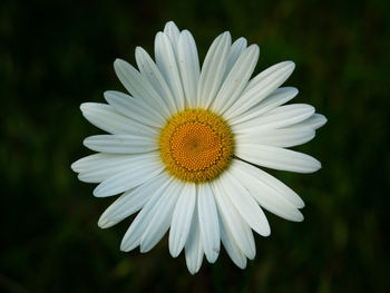 Close-up of white daisy