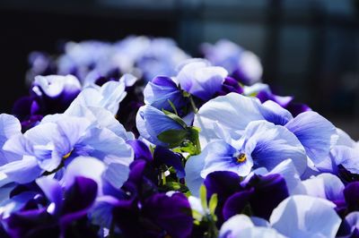 Close-up of purple flowers blooming