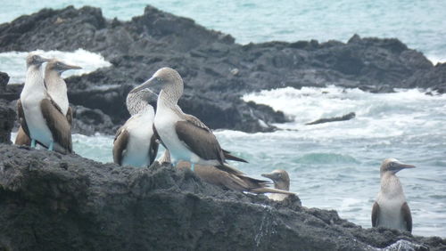 Blue footed booby birds on the volcanic rocks of the galápagos islands in ecuador.