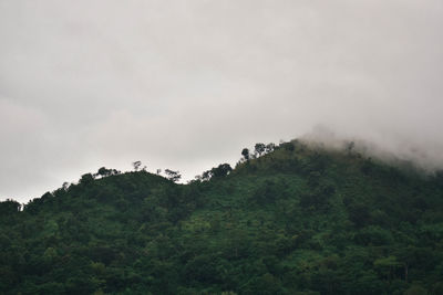 Trees on mountain against sky