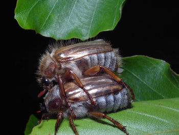 Close-up of insect on leaf