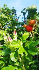 Close-up of cherries growing on tree