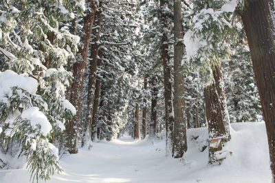 Trees on snow covered land during winter