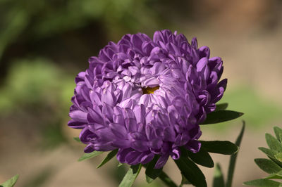 Close-up of purple pollinating flower