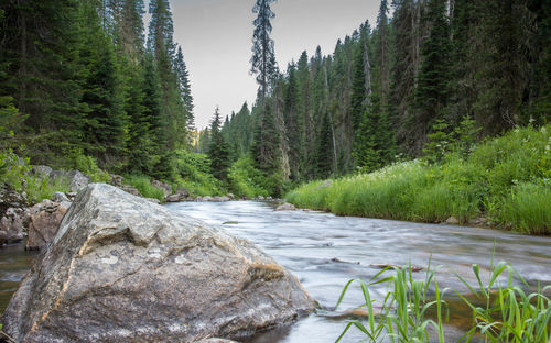 Pine trees by river in forest