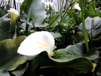 Close-up of white flowers