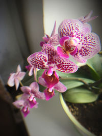 Close-up of pink orchids