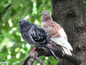 Close-up of pigeons perching on branch