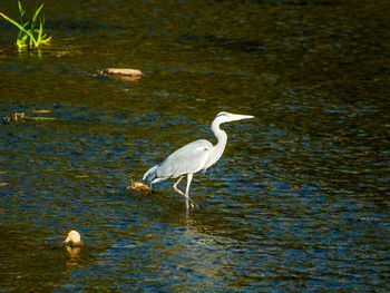 Bird in lake