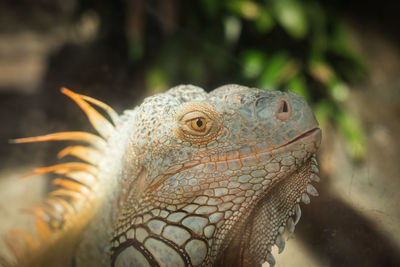 Close-up of lizard