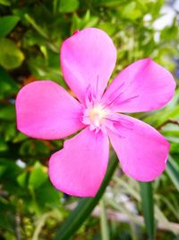 Close-up of pink flower blooming outdoors