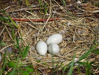 High angle view of eggs in nest on field