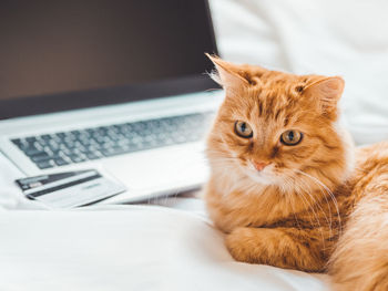 Cute ginger cat with laptop and credit cards. pet with computer and cards for cashless payment.