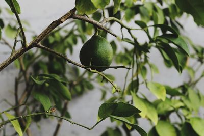 Close-up of fruit growing on tree