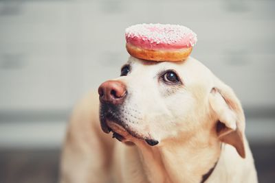 Close-up of donut on dog head