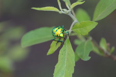 Close-up of insect on plant