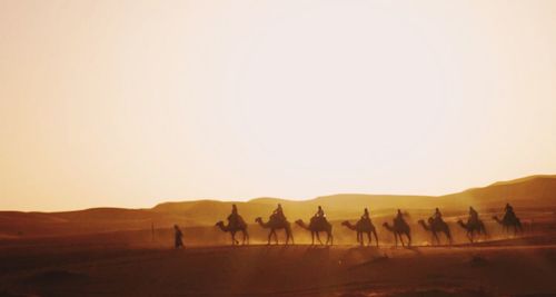 Silhouette tourists riding on camels in sahara desert during sunset
