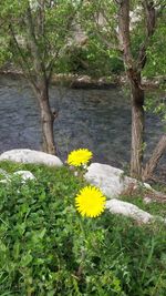 Yellow flowers growing on tree