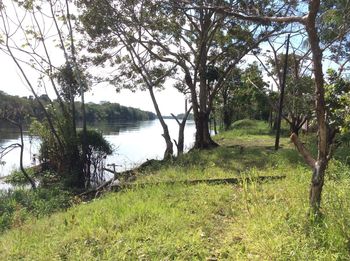 Scenic view of lake amidst trees in forest