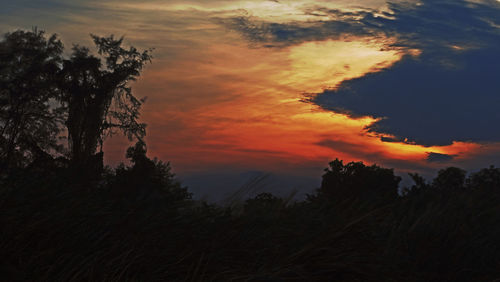 Silhouette trees against sky during sunset