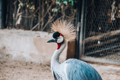 Close-up of bird