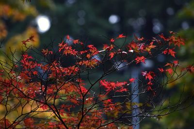 Close-up of branches against blurred background