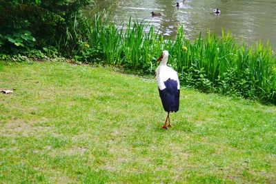 Bird on a field