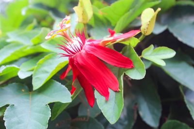 Close-up of red flowering plant
