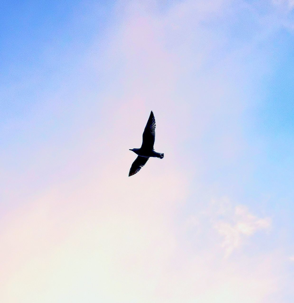 LOW ANGLE VIEW OF SILHOUETTE BIRD FLYING