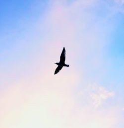 Low angle view of bird flying in sky