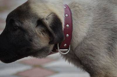 Close-up of dog looking away