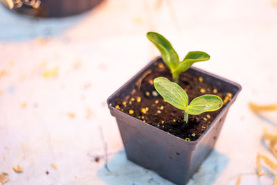 Close-up of small potted plant