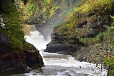 Scenic view of waterfall in forest