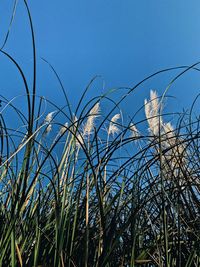 Low angle view of plants growing on field against clear blue sky