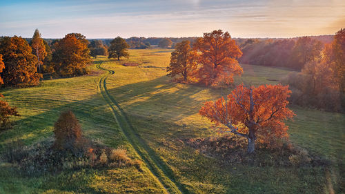 Aerial view of oak trees in autumn, shadow meadow. country road green fields. sunny aerial panorama